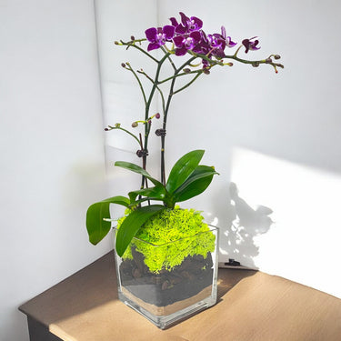 Purple Mini Orchid Plant